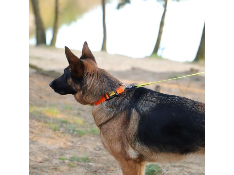 Dingo Dingo Energihalsbånd 1,030cm Orange - Dingo  - 5904760147546