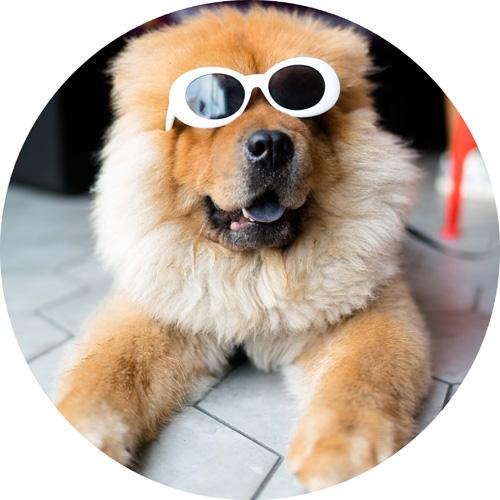 Hund Rundt Kageprint Sukkerprint 19 . -