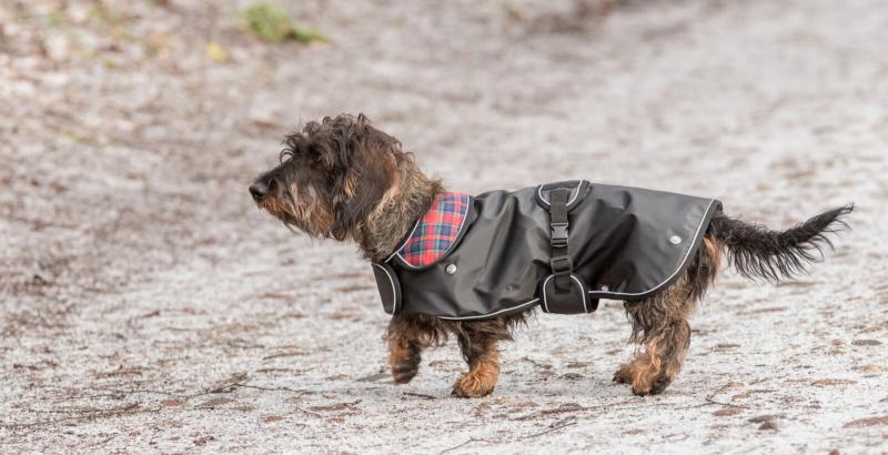 Hermy Frakke. God Til Gravhund. - Trixie