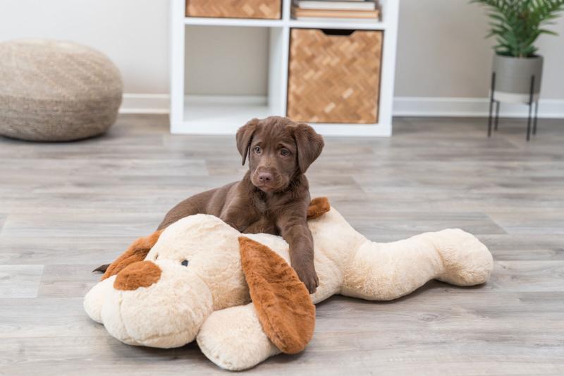 Benny Kælehund 75 cm – Blød Plys Hund til Tryghed og Komfort