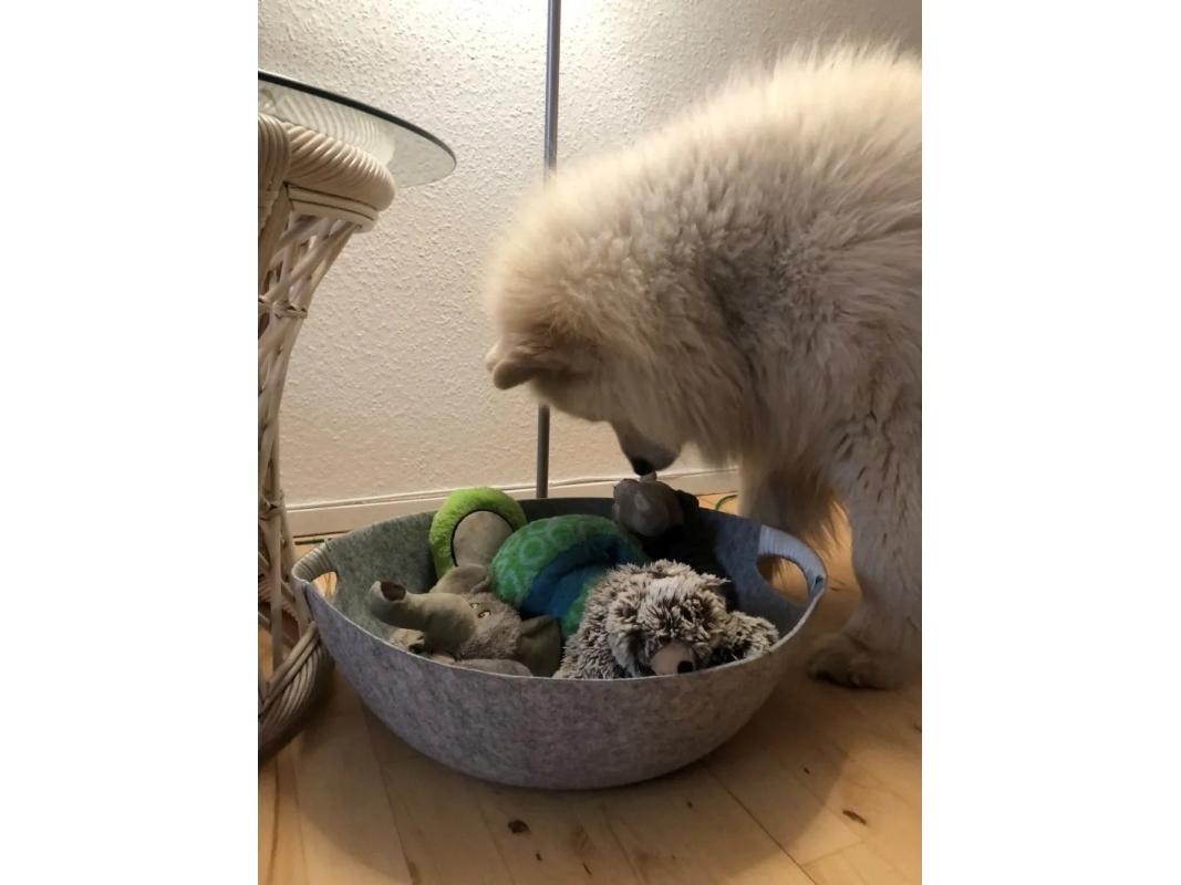 Paw Love Opbevaringskurv Filt Grå - Gravity  - 5714156139242